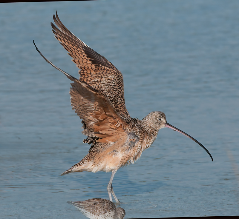 Long_billed_Curlew_11_FL_009