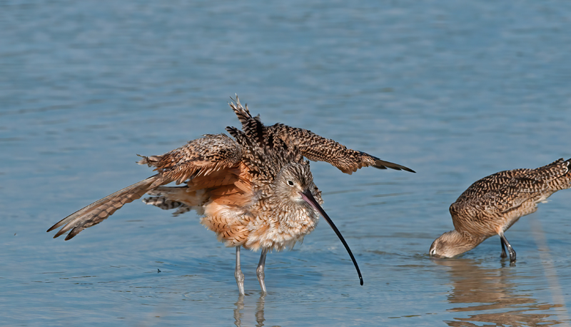 Long_billed_Curlew_11_FL_011