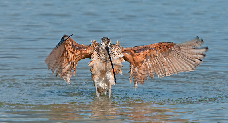 Long_billed_Curlew_11_FL_012