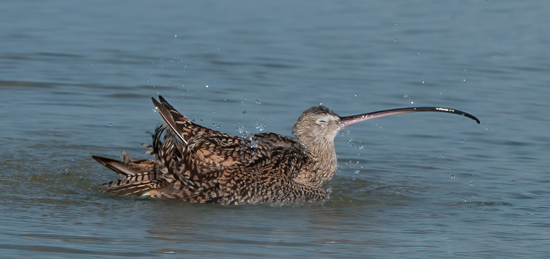 Long_billed_Curlew_11_FL_024