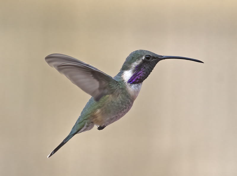 Lucifer_Hummingbird_18_AZ_020