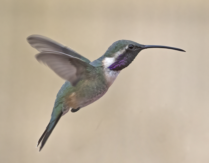 Lucifer_Hummingbird_18_AZ_022