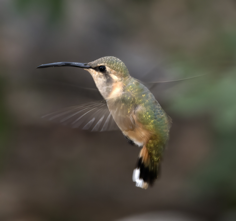 Lucifer_Hummingbird_18_AZ_042