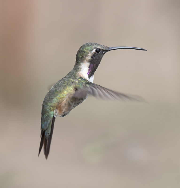 Lucifer_Hummingbird_18_AZ_084