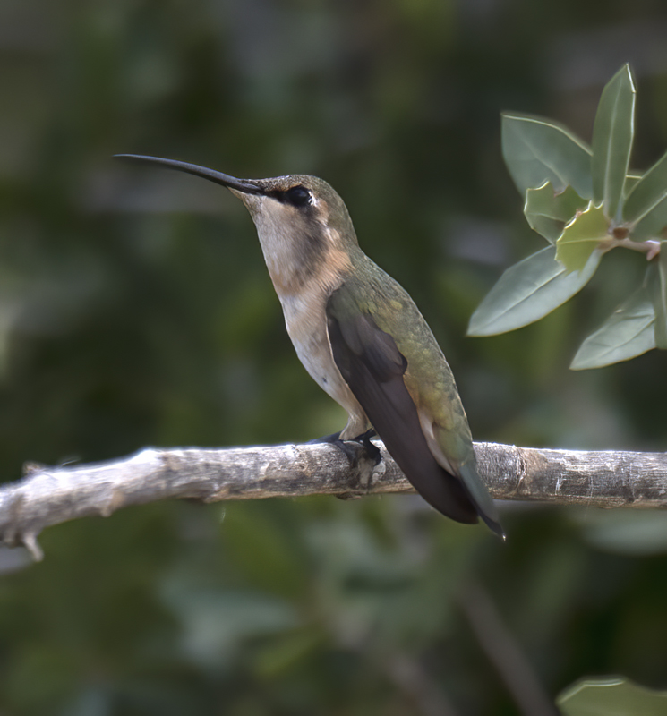 Lucifer_Hummingbird_18_AZ_219
