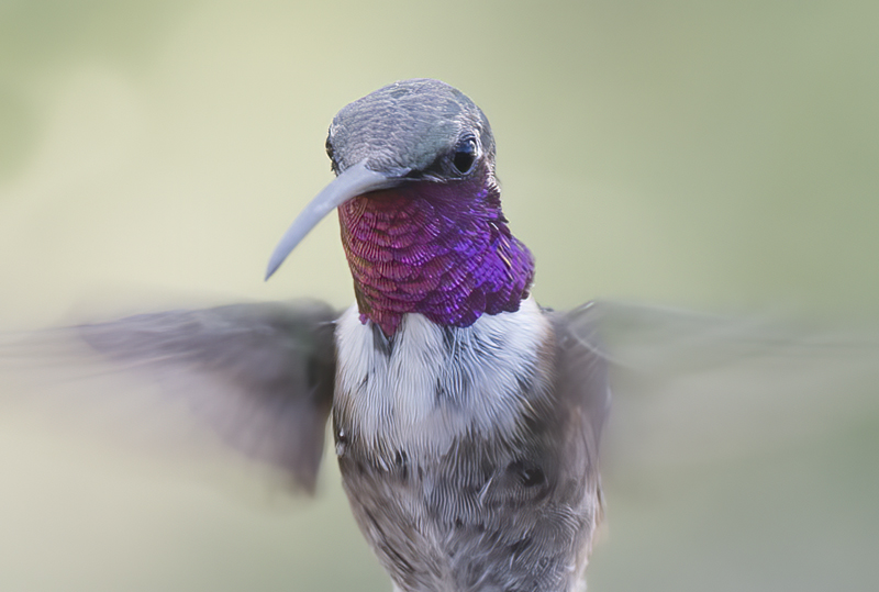 Lucifer_Hummingbird_18_AZ_220