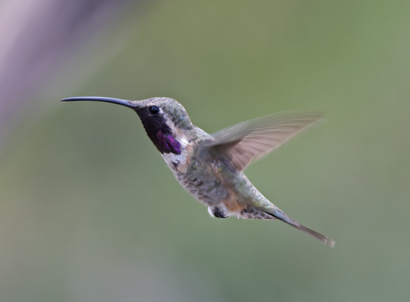 Lucifer_Hummingbird_18_AZ_223