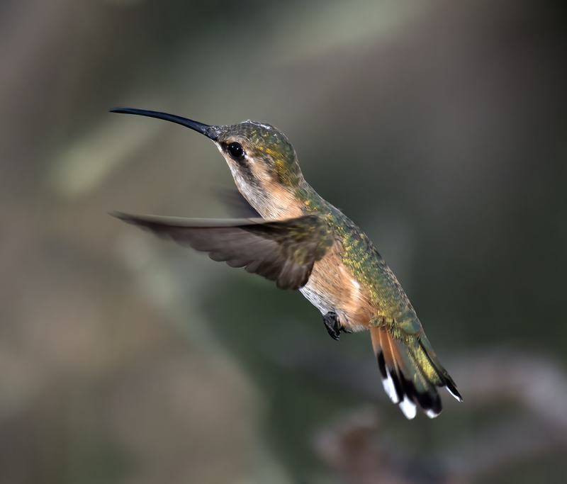 Lucifer_Hummingbird_18_AZ_225