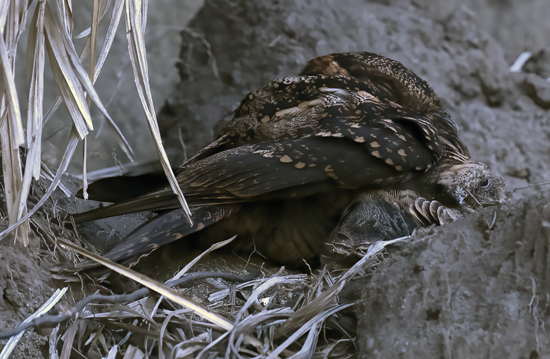 Lyre-tailed_Nightjar_18_Ecuador_002