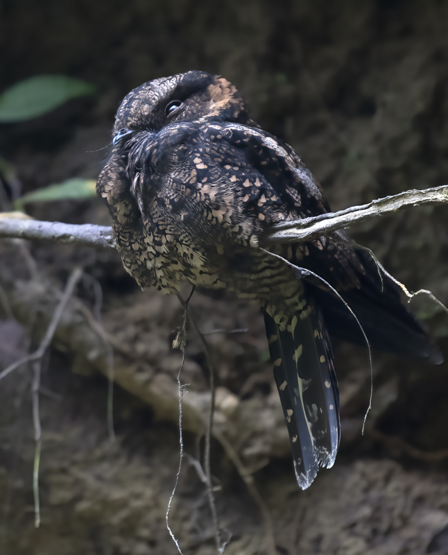Lyre-tailed_Nightjar_18_Ecuador_011