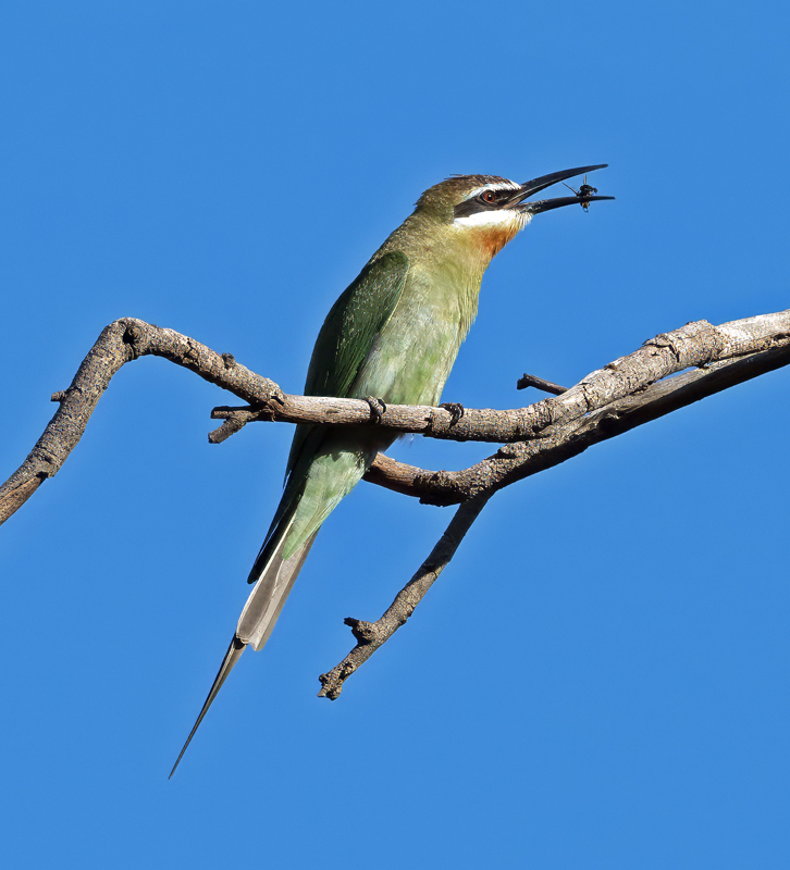 Madagascar_Bee-eater_24_Madagascar_047