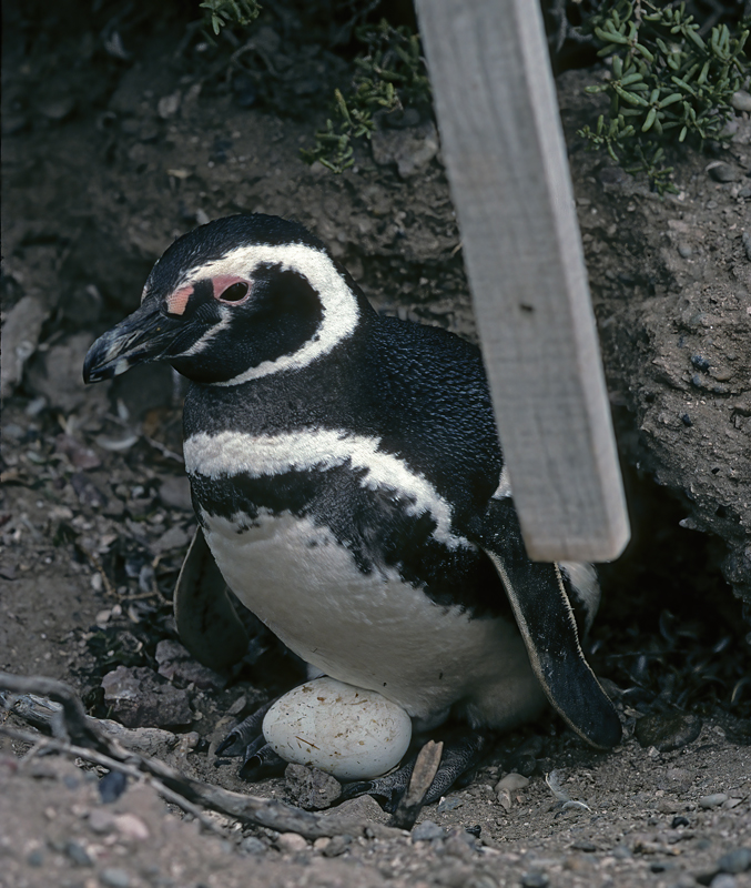 Magellanic_Penquin_91_Argentina_023