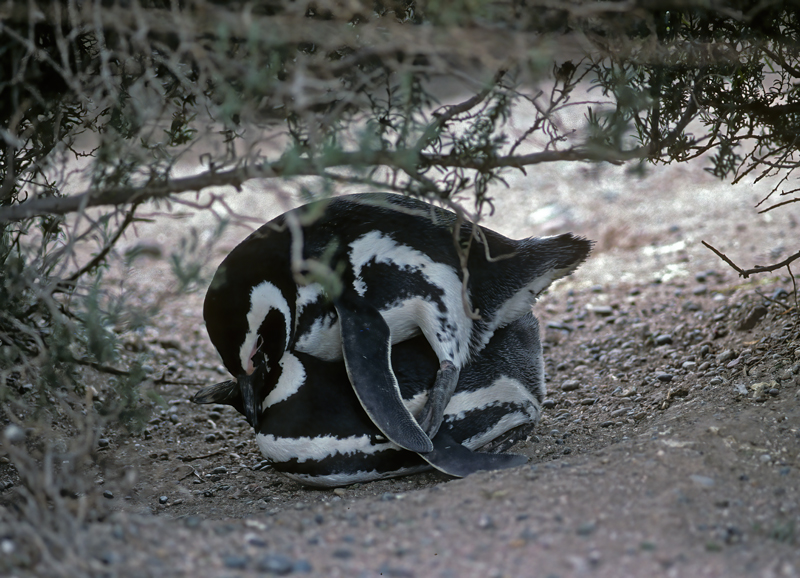 Magellanic_Penquin_91_Argentina_028