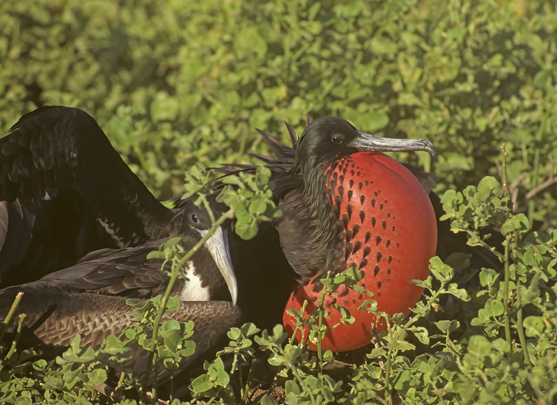 Magnificant_Frigetbird_97_Galapagos_014