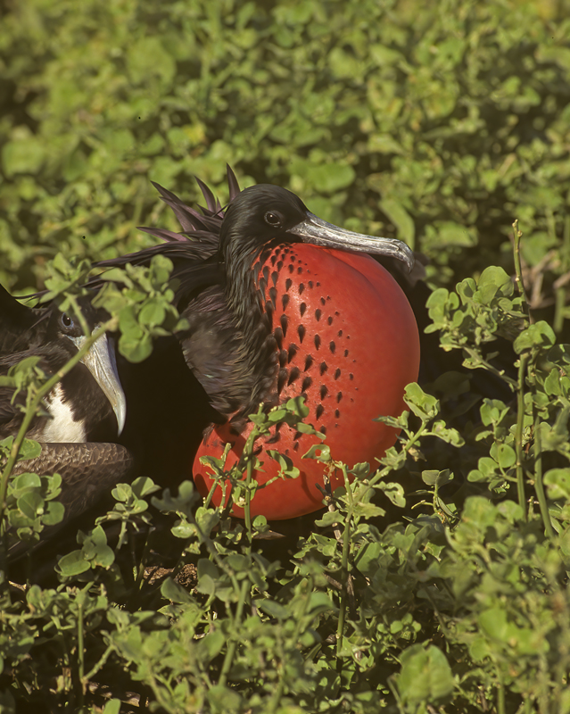 Magnificant_Frigetbird_97_Galapagos_024