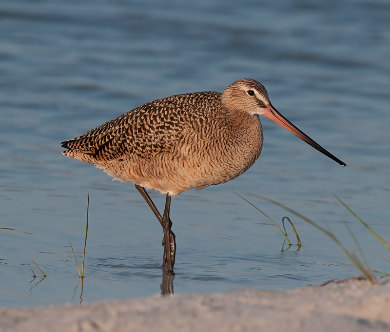 Marbled_Godwit_10_FL_012