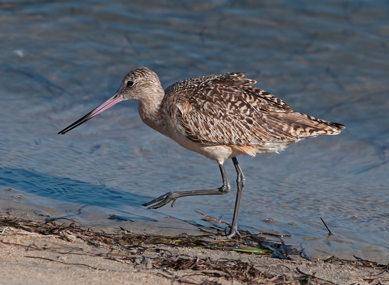 Marbled_Godwit_14_CA_005