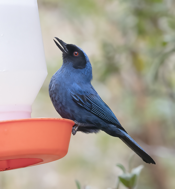 Masked_Flowerpiercer_18_Ecuador_002