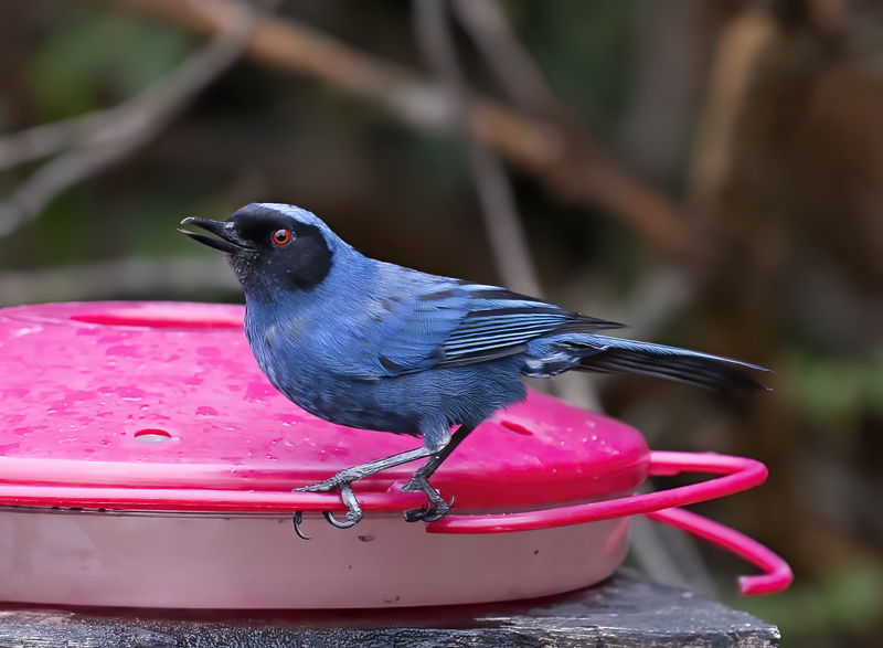 Masked_Flowerpiercer_18_Ecuador_006