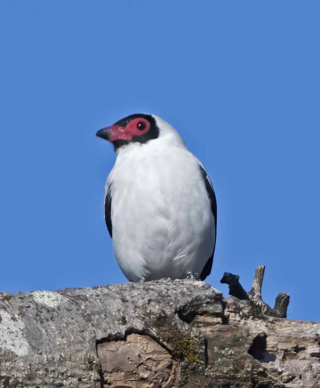 Masked_Titrya_17_Costa_Rica_003