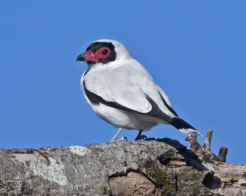 Masked_Titrya_17_Costa_Rica_008