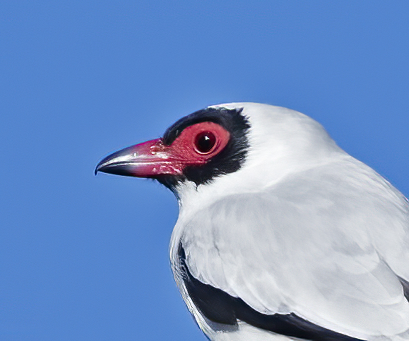 Masked_Titrya_17_Costa_Rica_009