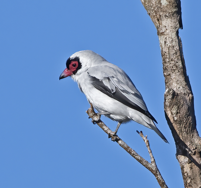 Masked_Titrya_17_Costa_Rica_014