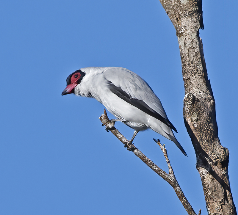 Masked_Titrya_17_Costa_Rica_018