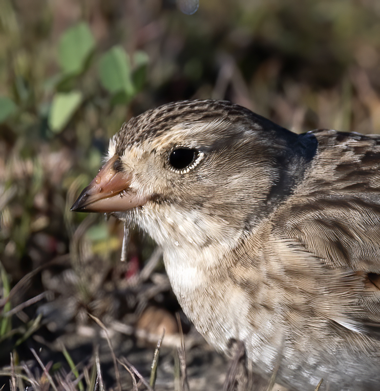 McCowns_Longspur_21_CA_007
