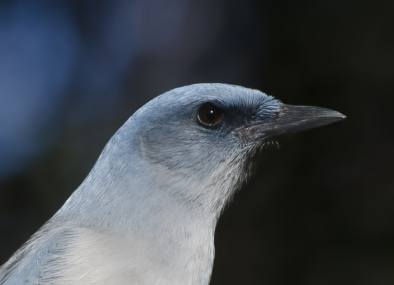 Mexican_Jay_14_AZ_006