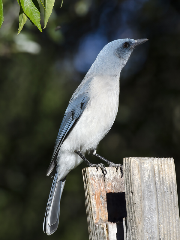 Mexican_Jay_14_AZ_007