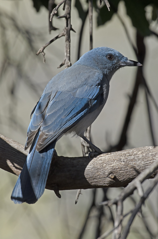 Mexican_Jay_14_AZ_009