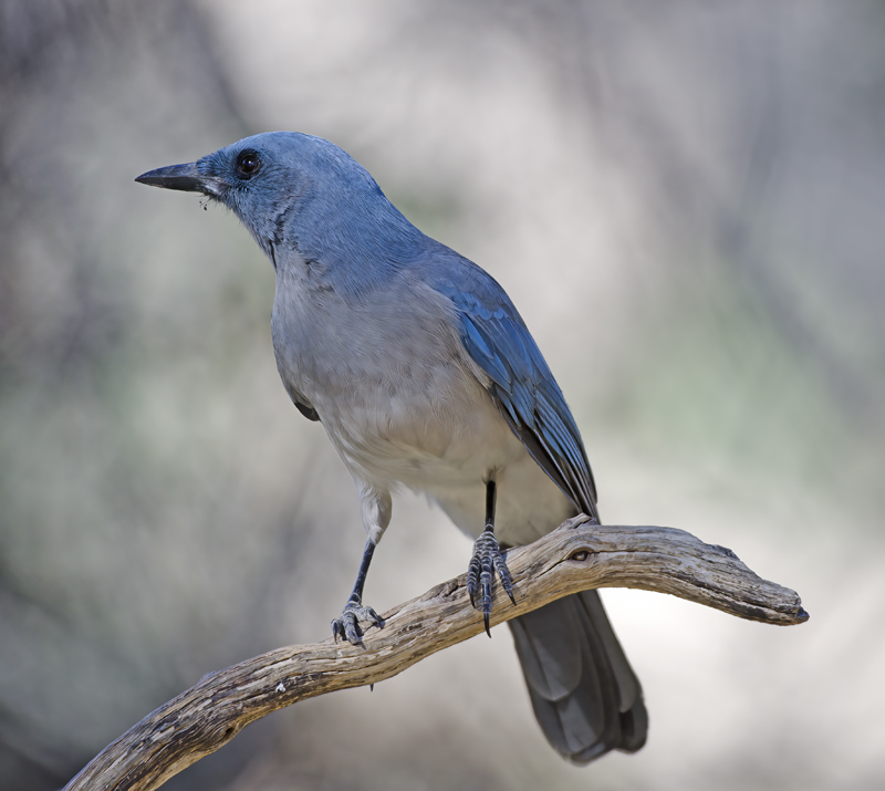 Mexican_Jay_14_AZ_013