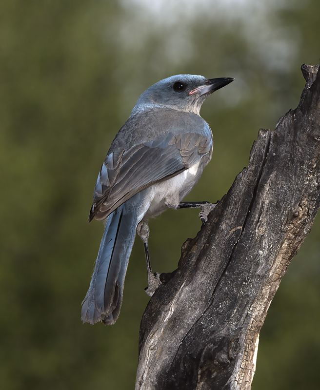 Mexican_Jay_15_AZ_009