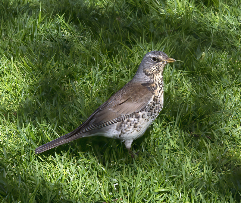 Mistle_Thrush_Finland_2017_004