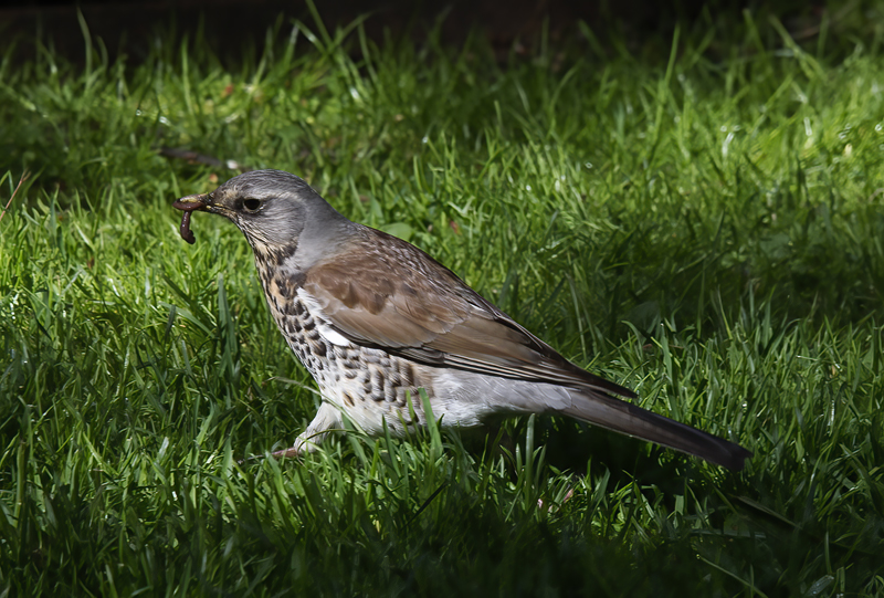 Mistle_Thrush_Finland_2017_012