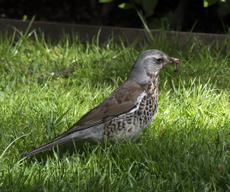 Mistle_Thrush_Finland_2017_013