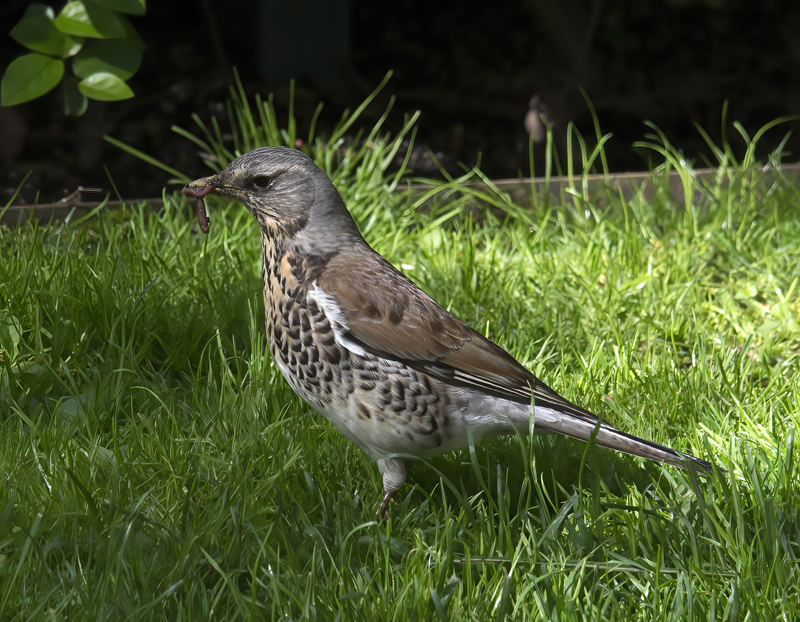 Mistle_Thrush_Finland_2017_015
