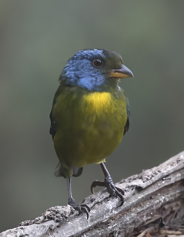 Moss-backed_Tanager_18_Ecuador_027