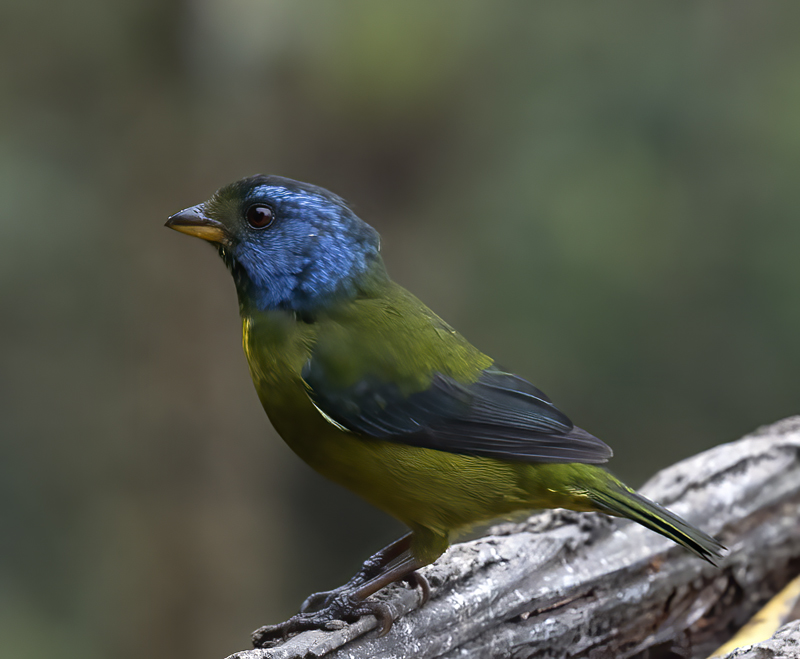 Moss-backed_Tanager_18_Ecuador_033