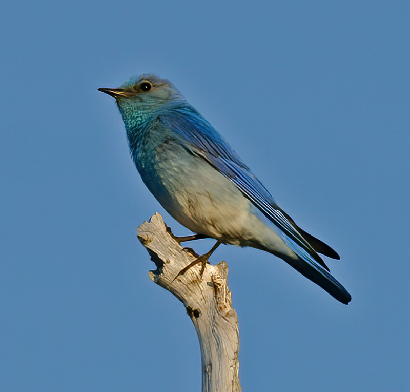 Mountain_Bluebird_13_OR_003