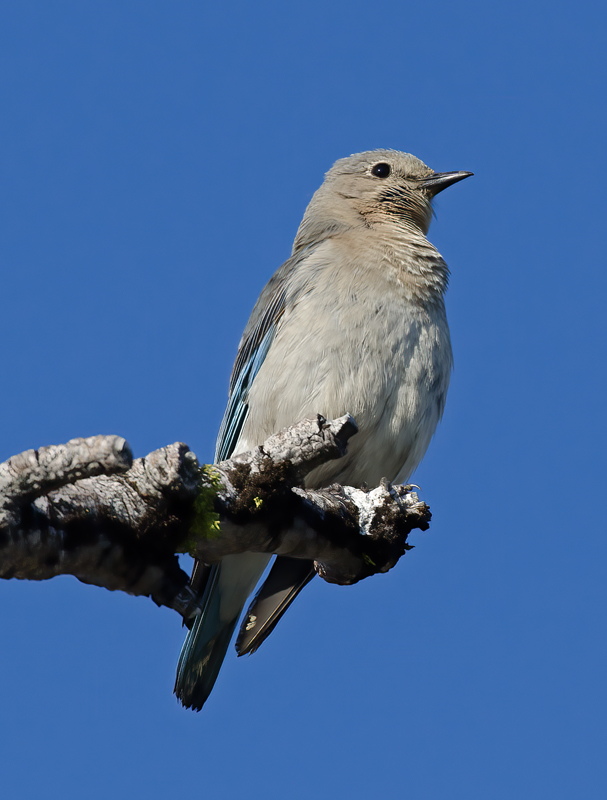 Mountain_Bluebird_13_OR_012