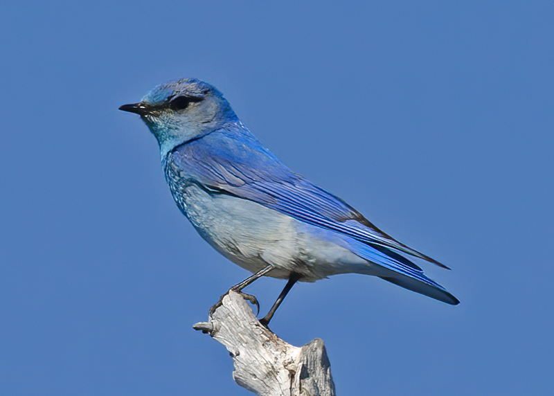 Mountain_Bluebird_13_OR_022