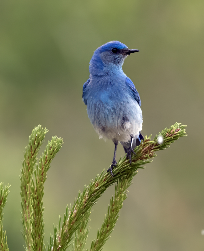 Mountain_Bluebird_23_OR_C_252