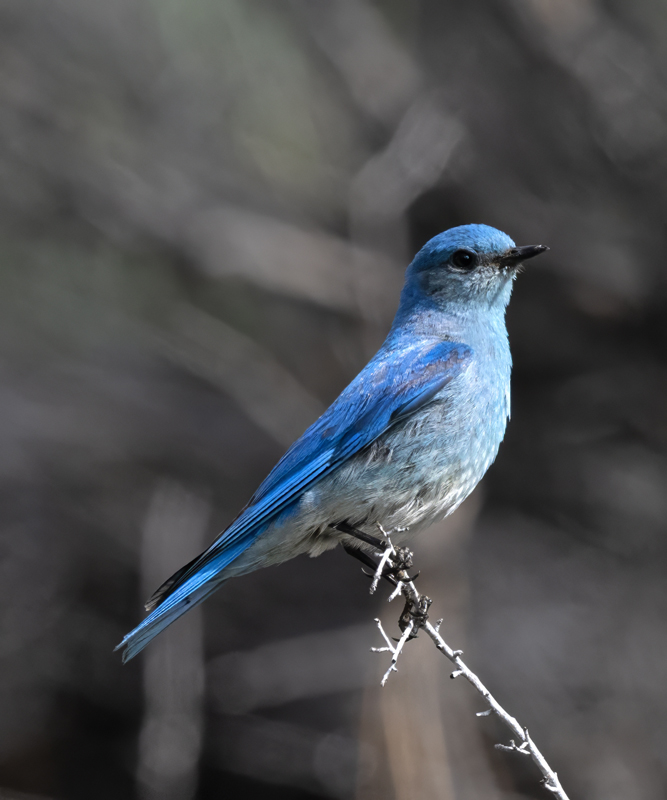 Mountain_Bluebird_23_OR_L_502