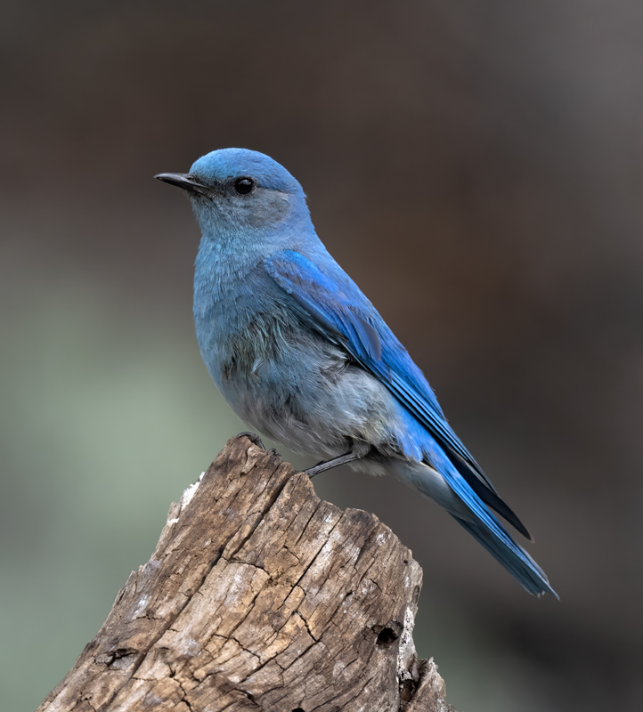 Mountain_Bluebird_23_OR_L_507