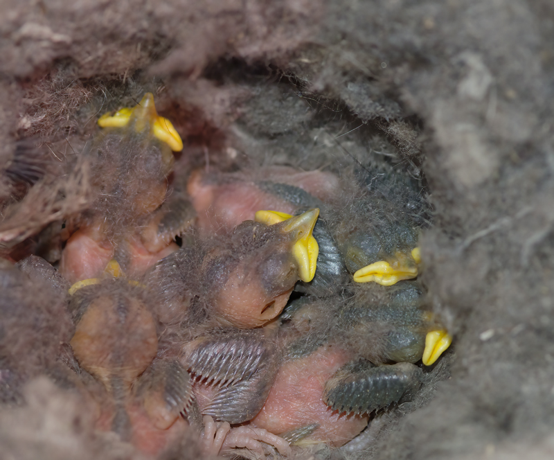 Mountain_Chickadee_14_CA_001