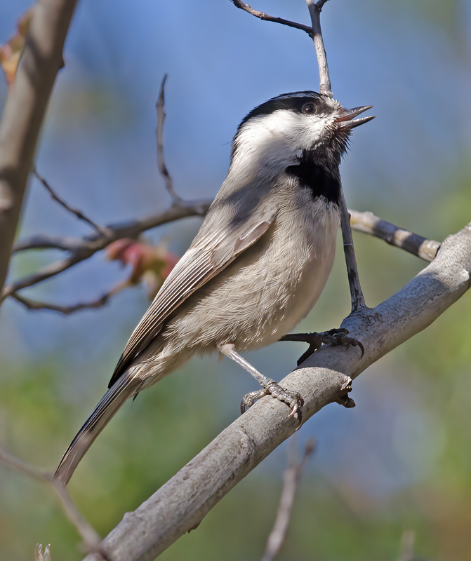 Mountain_Chickadee_14_CA_033
