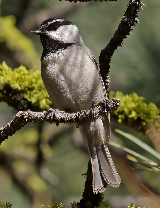 Mountain_Chickadee_14_CA_043