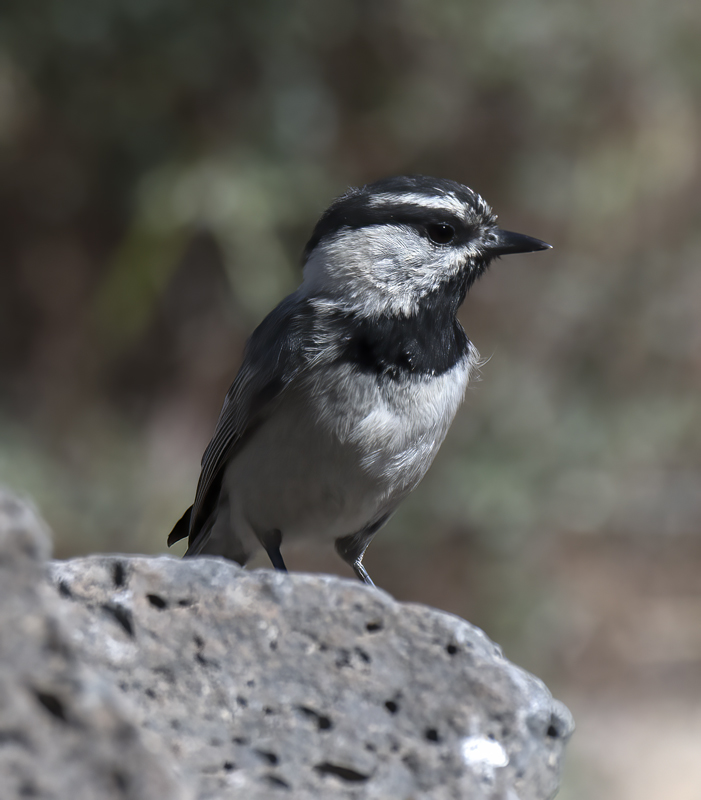 Mountain_Chickadee_17_OR_004